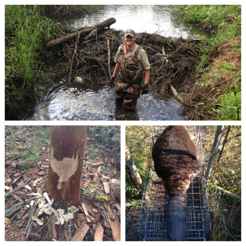 We can handle the toughest beaver problems.