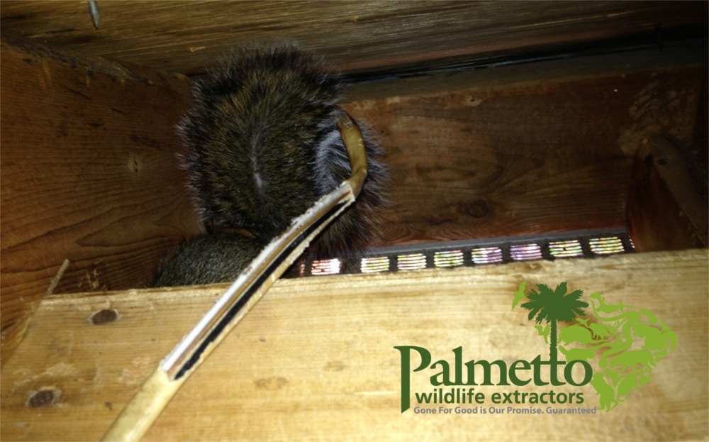 Caught Red Handed, Squirrel Chewing Electrical Wires