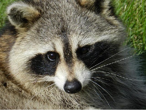 How to Evict Raccoons from Your Home