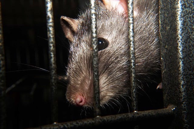 rat