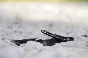 snake
