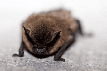 4 Signs You Have a Bat Infestation
