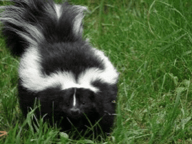 How to Eliminate the Smell of Being Sprayed by a Skunk
