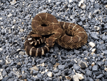 How to Know if a Snake Is About to Strike