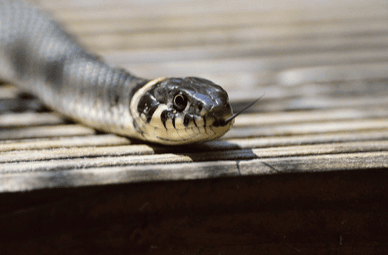 Signs of a Snake Infestation