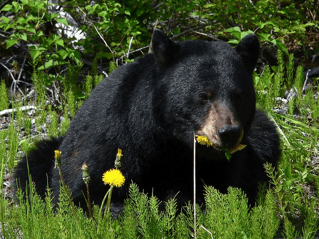 Finding an unwanted animal on your property can be a nuisance, but when that animal happens to be a bear, it can be downright frightening. bear removal