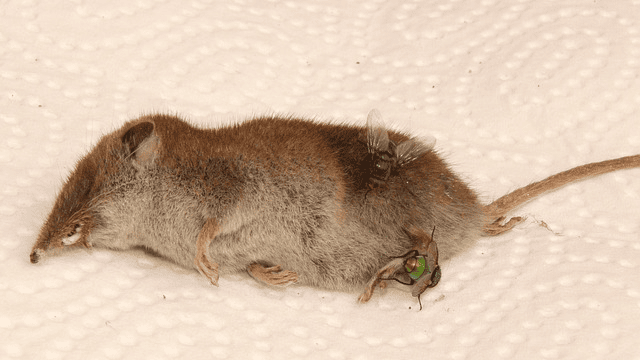 dead animal that can be removed by Palmetto Wildlife Extractors