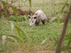 Are Possums Truly Pests