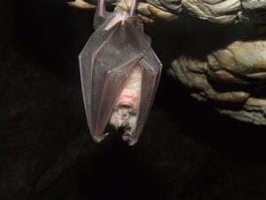 Bat Infestation