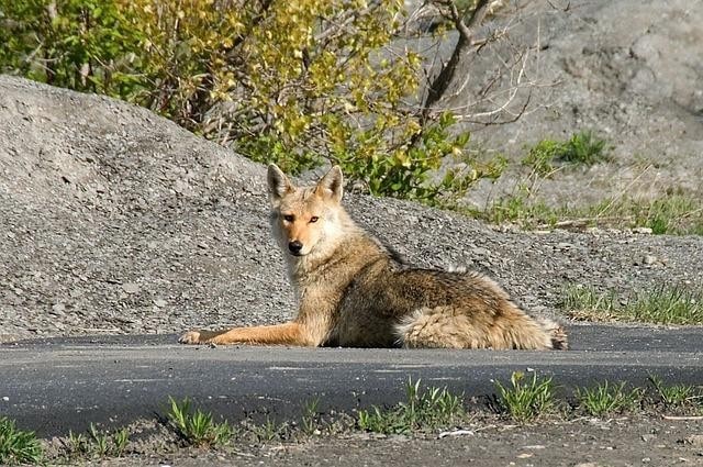 Coyote Nuisance Concerns