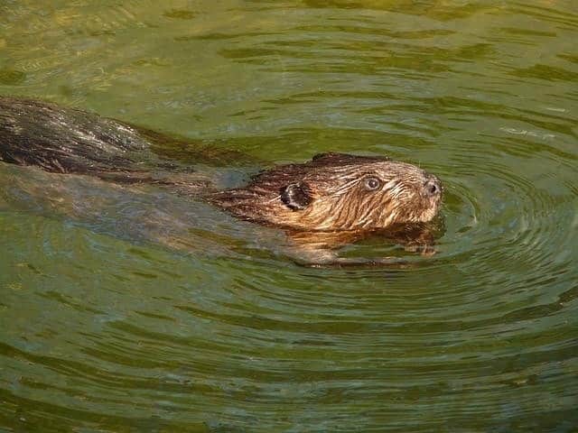 Dealing with Beaver