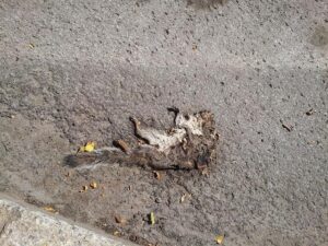 Diseases You Can Contract Through Dead Animals