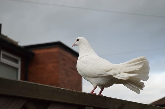 Nuisance Birds