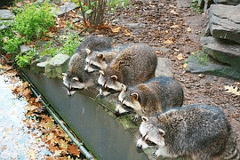 Raccoon Proof
