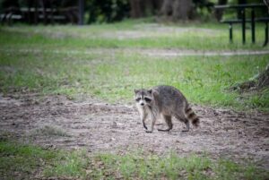 Raccoon Removal