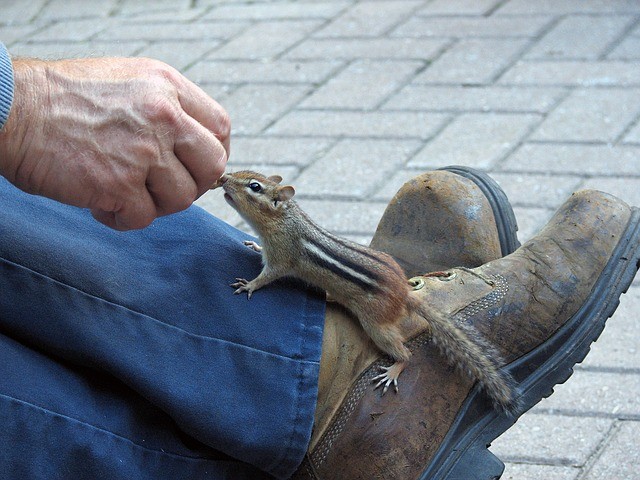 Squirrels Diseases