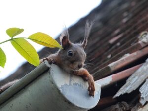 Squirrels in the Attic