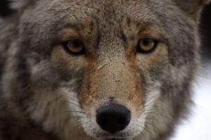 What to Do if You Encounter a Coyote