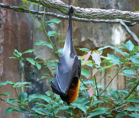 Are Bats Dangerous | Palmetto Wildlife Extractors