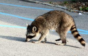 Diseases Raccoon Can Transfer to People