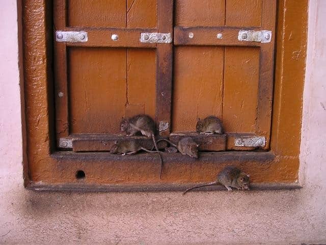 How to Tell if You Have a Rat Infestation