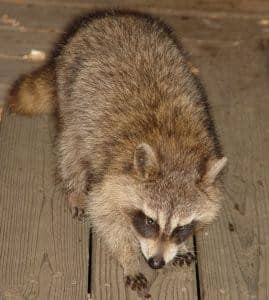 How to Tell if a Raccoon Has Invaded Your Home
