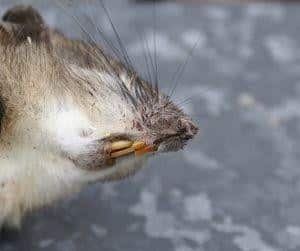 What You Need to Know About Rat Bites