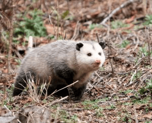 5 facts you did not know about possums