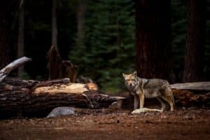 Coyotes