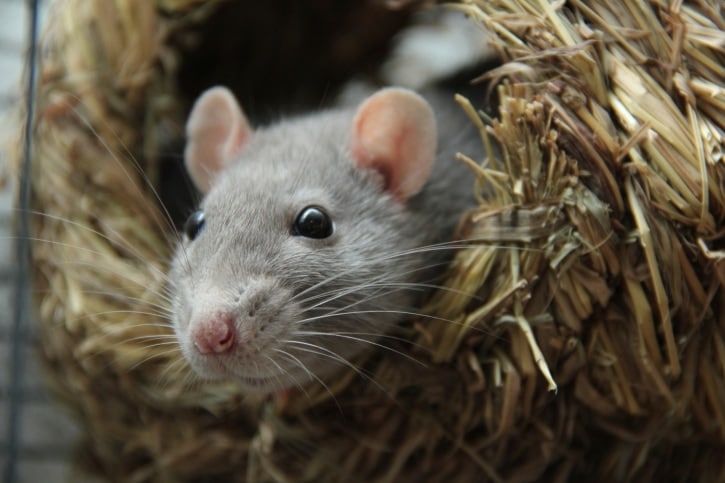 Rats