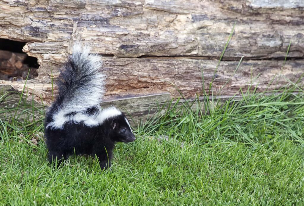 Skunk Smell Removal Myths and the Best Solution