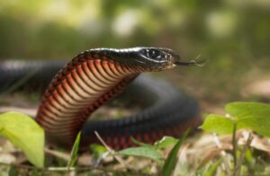 Snakes on the move