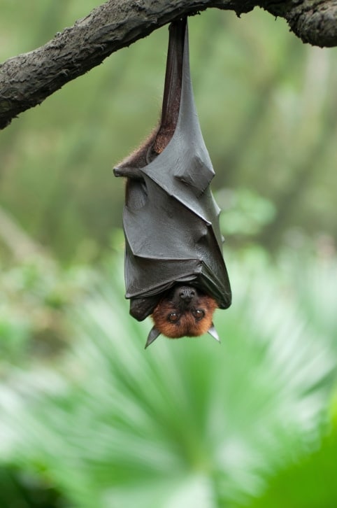 The truth about bats