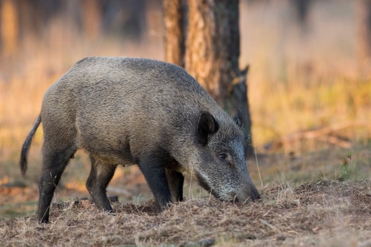 Wild Hogs in South Carolina