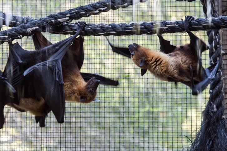 Bats are finding exit points.