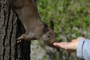 Dealing with Wildlife in a Humane Way