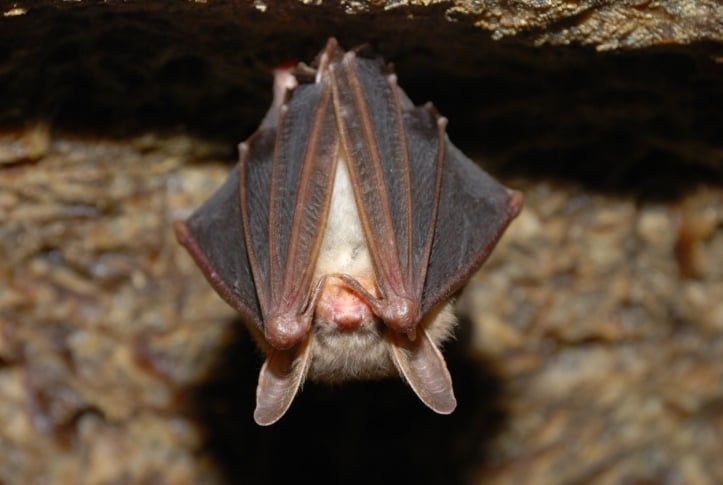 Bat holding on a wall.