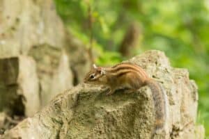 Eradicating Gophers Out of Your Garden