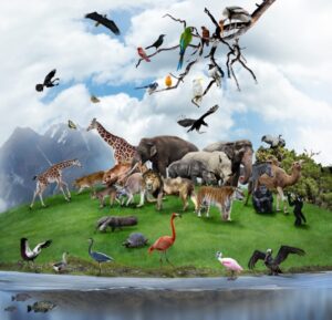 How to Choose Wildlife Control Company