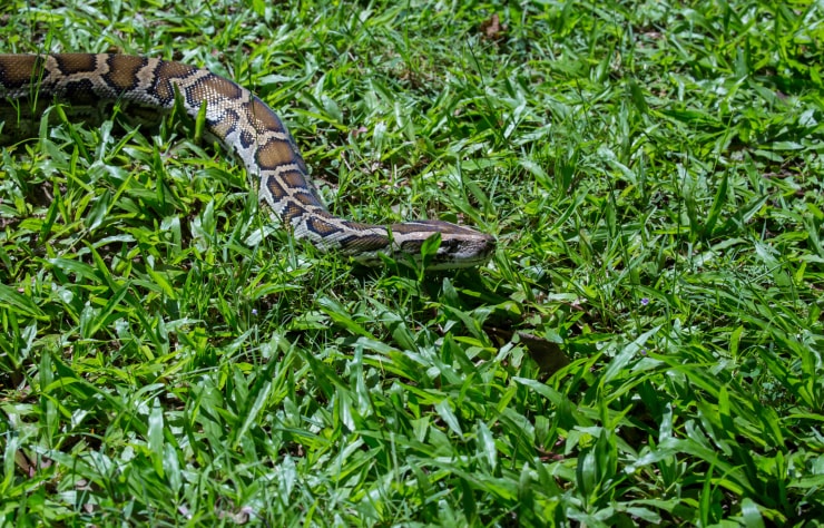 Boa snake