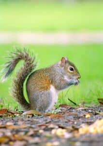 Managing Squirrels on Your Property