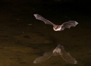 Residents Urged to Practice Caution Around Bats
