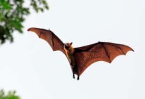Fruit bat (flying fox) landing in tree