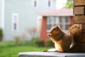 Keep Squirrels from Taking Over Your Home