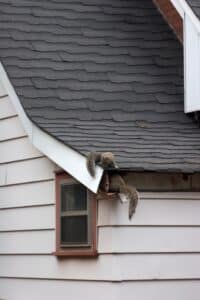 Beware of Animals Nesting in Your Home This Fall