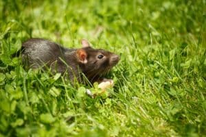 Getting to Know the Rats That Share Your Home