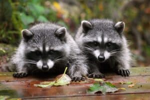 How to Find the Right Wildlife Extraction Team