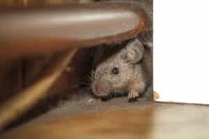 4 Ways to Keep Mice and Rodents from Settling in Your Home