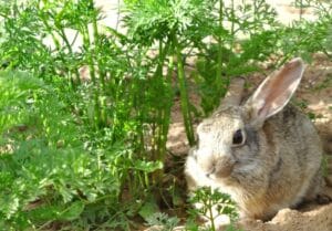 5 Strategies to Keep Animals from Eating Your Garden Plants