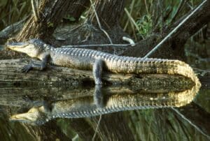 Alligator Rescued from Ohio River